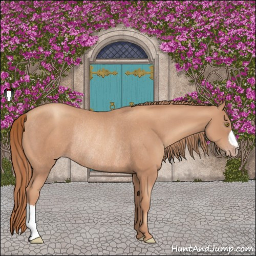 Horse Color:Gold Champagne Rabicano 