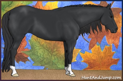 Horse Color:Black 