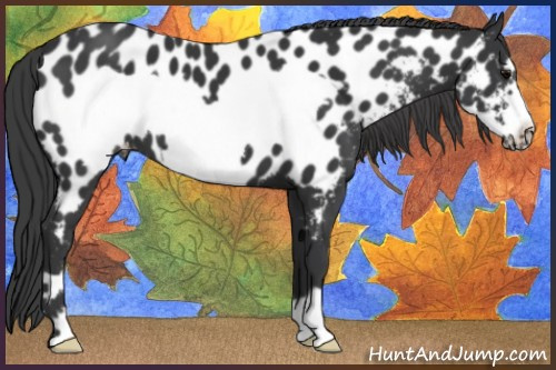 Horse Color:Black Frame Appaloosa 