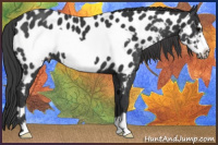 Horse Color:Black Frame Appaloosa 
