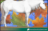 Horse Color:Liver Chestnut Sabino Appaloosa 