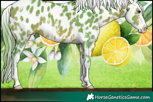 Horse Color:Watercolor Bay Sabino Near Leopard