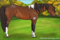 Horse Color:Buckskin Tobiano 