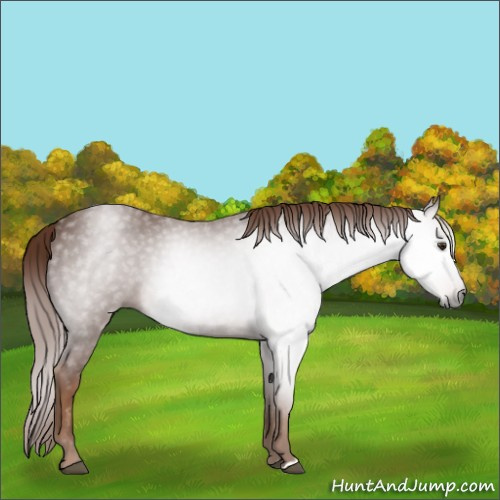Horse Color:Gray Red Roan 
