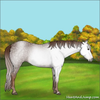 Horse Color:Gray Red Roan 