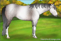 Horse Color:Gray Bay 