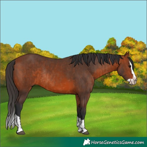 Horse Color:Bay Rabicano  and Bay Splash Rabicano 