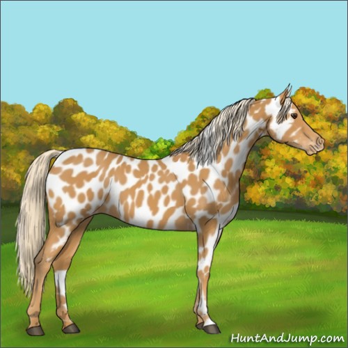 Horse Color:Palomino Appaloosa 