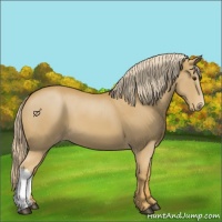 Horse Color:Palomino Appaloosa 