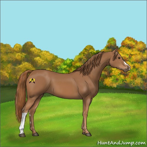 Horse Color:Chestnut 
