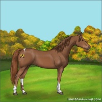 Horse Color:Chestnut Tobiano 