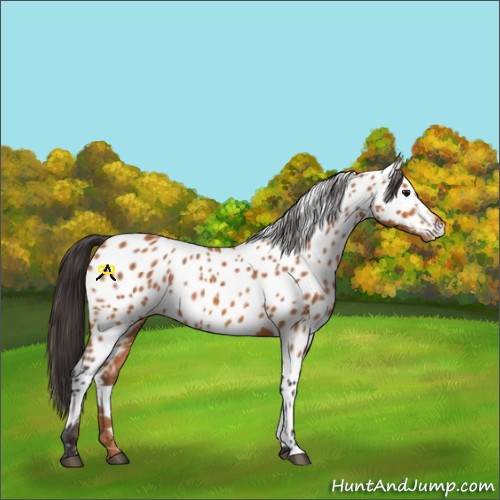 Horse Color:Bay Appaloosa 