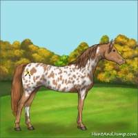 Horse Color:Chestnut Appaloosa 