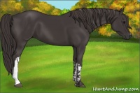 Horse Color:Smoky Black  and Smoky Black 