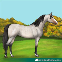 Horse Color:Brown Roan Dun Rabicano and Brown Roan Dun Splash Rabicano