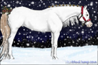 Horse Color:Red Dun Appaloosa  and Red Dun Appaloosa 
