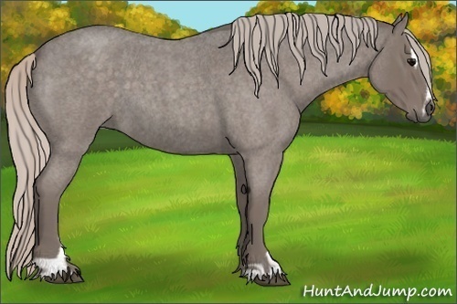 Horse Color:Silver Blue Roan Sabino