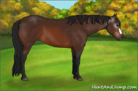 Horse Color:Gray Bay 