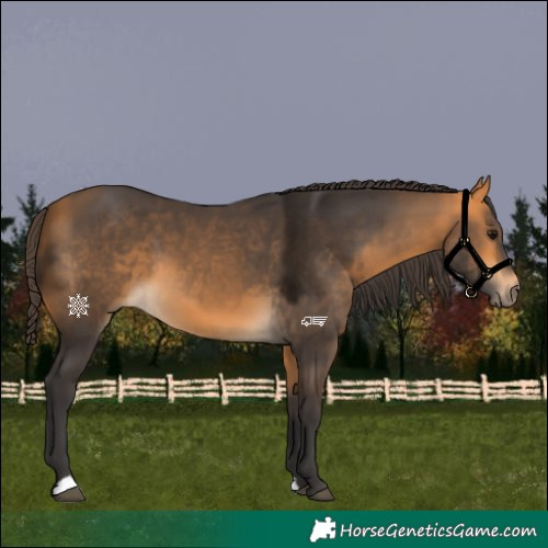 Horse Color:Buckskin