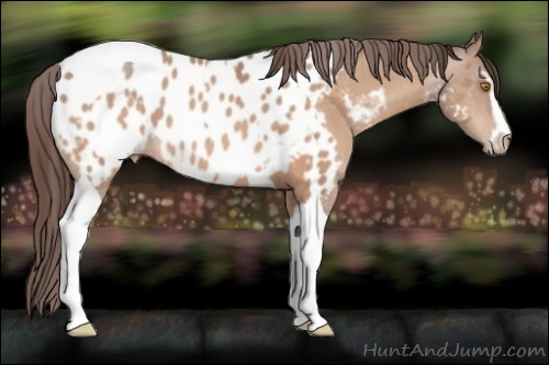 Horse Color:Amber Champagne Sabino Tobiano Appaloosa and Amber Champagne Sabino Tobiano Appaloosa