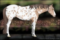 Horse Color:Amber Champagne Sabino Tobiano Appaloosa  and Amber Champagne Sabino Tobiano Appaloosa 