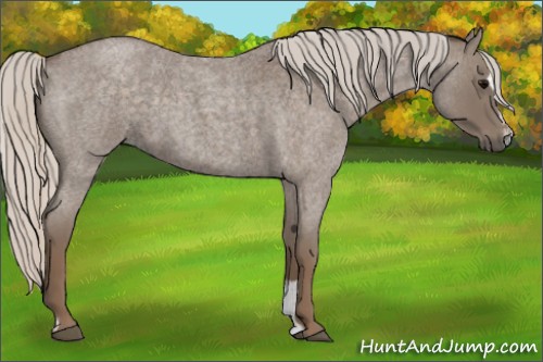 Horse Color:Silver Blue Roan Sabino 