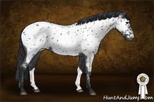 Horse Color:Blue Roan Appaloosa 