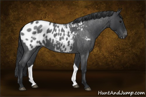 Horse Color:Blue Roan Appaloosa 