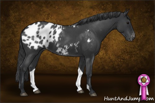 Horse Color:Blue Roan Appaloosa 