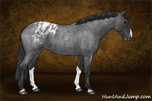 Horse Color:Blue Roan Splash Appaloosa 
