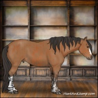 Horse Color:Bay and Bay