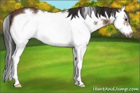 Horse Color:Bay Splash Frame 