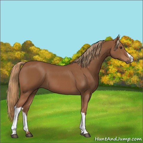 Horse Color:Chestnut 