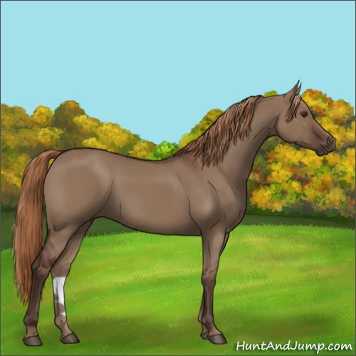 Horse Color:Liver Red Dun 