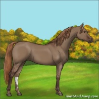 Horse Color:Liver Red Dun 