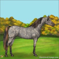 Horse Color:Red Dun Roan and Grullo Roan