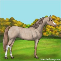 Horse Color:Red Dun Roan 