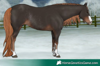 Horse Color:Liver Chestnut Rabicano 