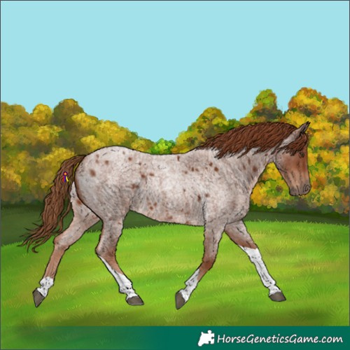 Horse Color:Red Roan Tobiano 