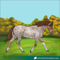 Horse Color:Red Roan Tobiano
