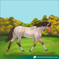 Horse Color:Bay Roan Tobiano