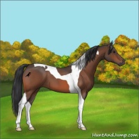 Horse Color:Bay Roan Tobiano