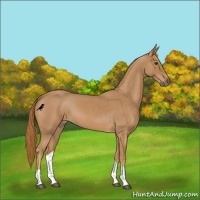 Horse Color:Red Roan Tobiano 