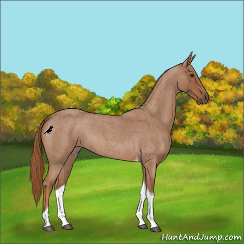 Horse Color:Red Roan Tobiano