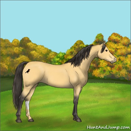 Horse Color:Buckskin 