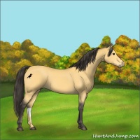 Horse Color:Buckskin 