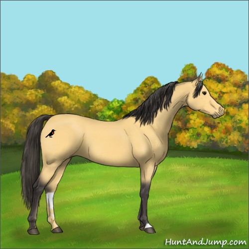 Horse Color:Buckskin 
