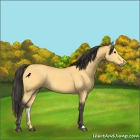 Horse Color:Buckskin