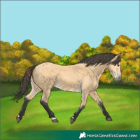 Horse Color:Buckskin 