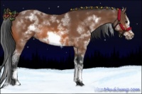 Horse Color:White Spotted Bay Sabino Frame